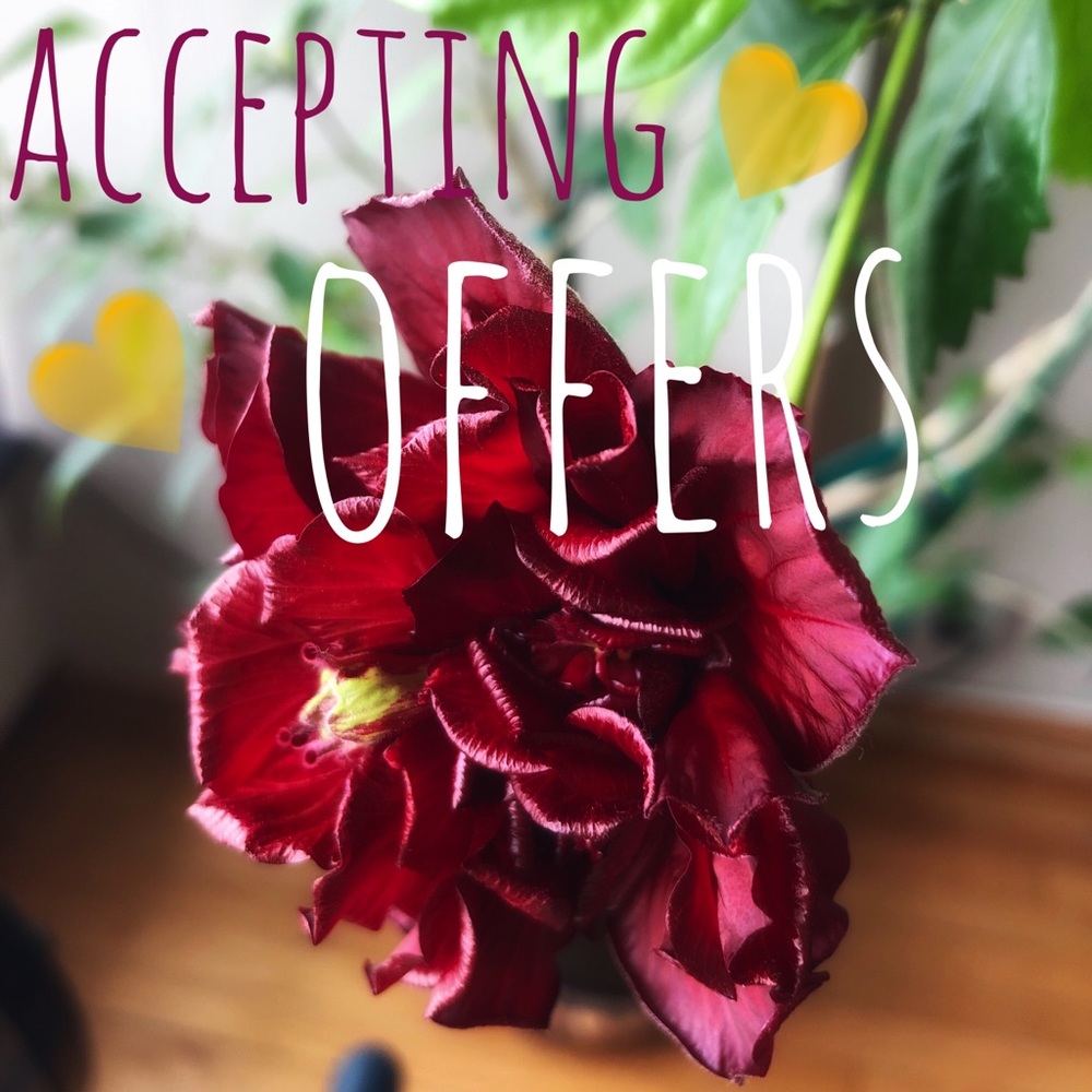 🌺 ACCEPTING OFFERS 🌺